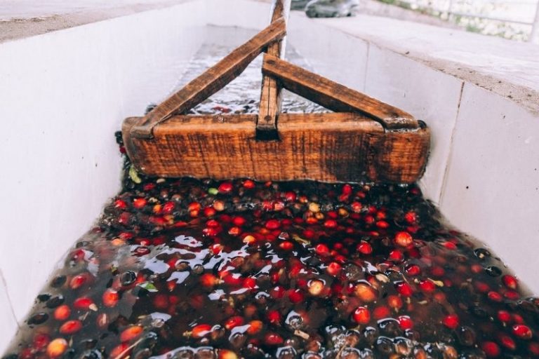 umývanie kávovníkových čerešní