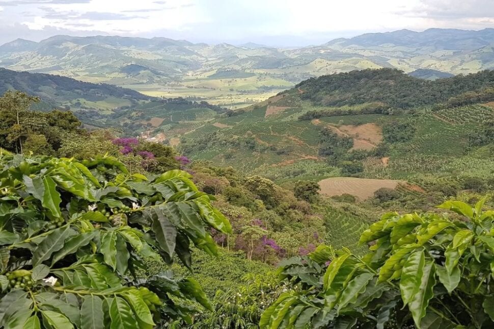 kávovníková plantáž