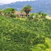farma v Colombii