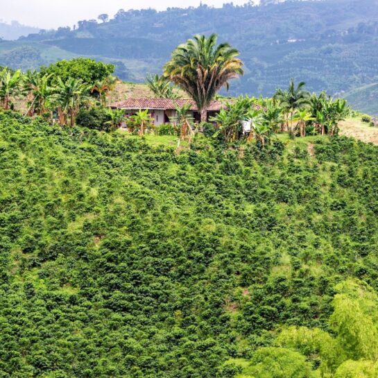farma v Colombii